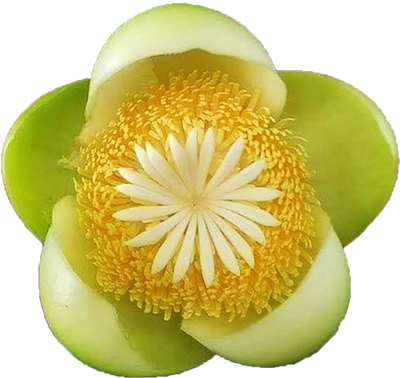ELEPHANT APPLE