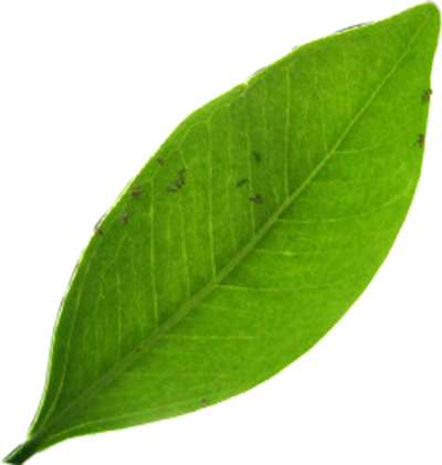 WILD-HARVESTED INDIAN LAUREL LEAF
